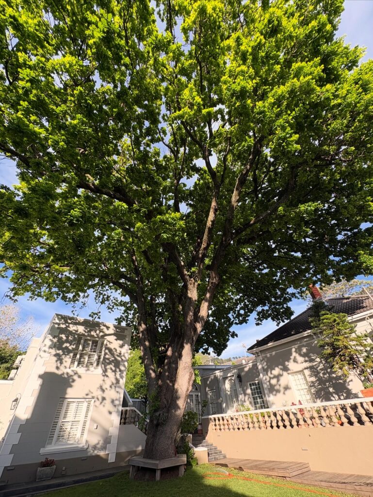 Our heart our 120 year old english oak tree